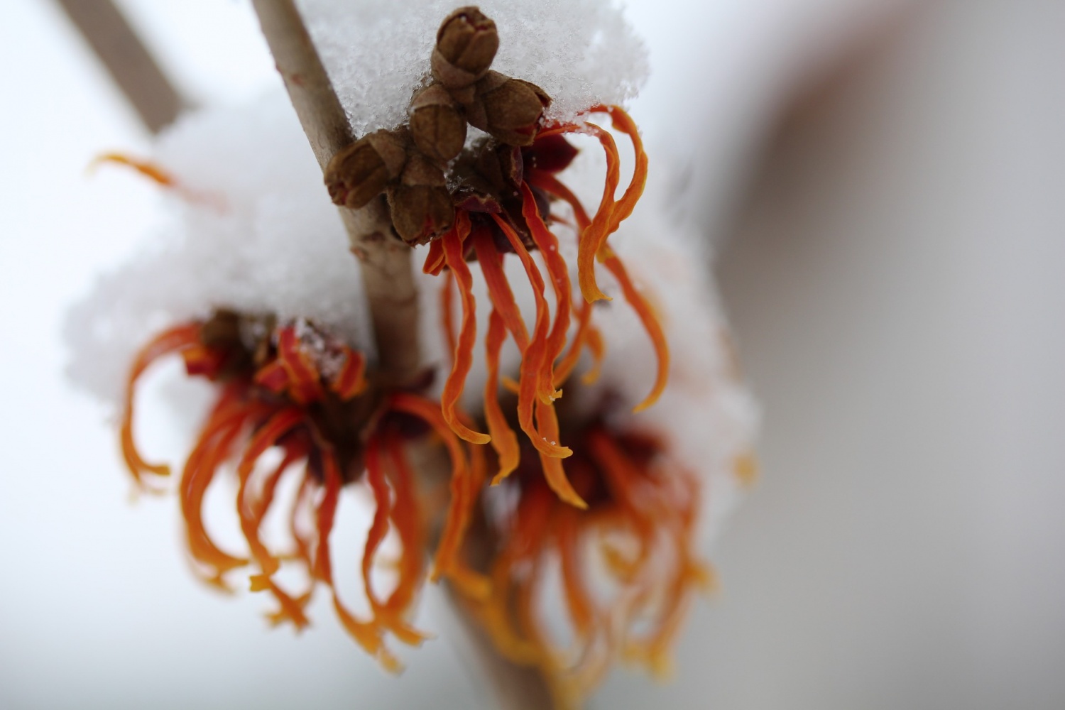 witch hazel in winter