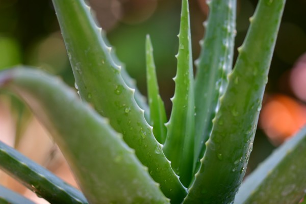 How to Stop Hair Loss with Natural Remedies