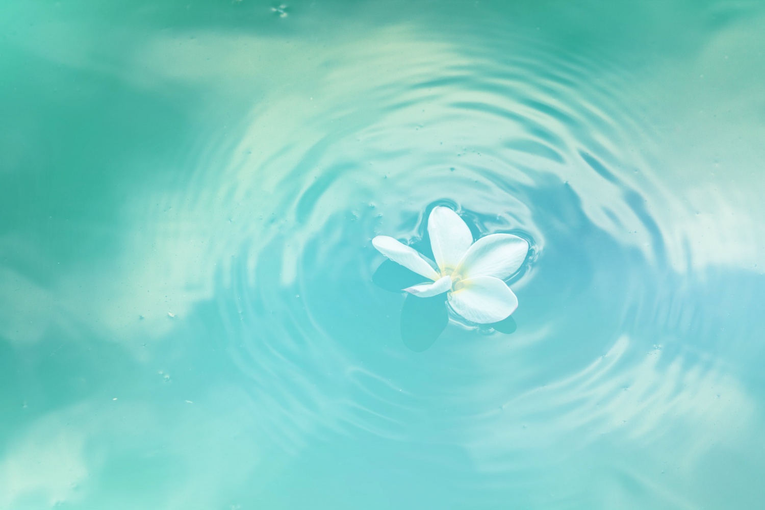 flower - water