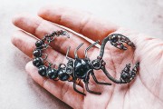 Scorpion Jewelry: The Beauty of Danger